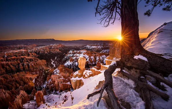 Snow, sunset, tree, Utah, USA, National Park Bryce Canyon