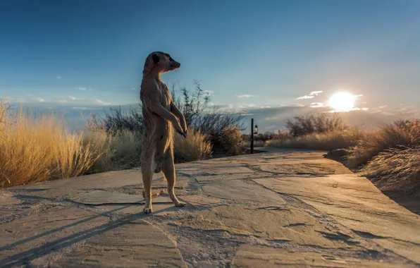 Picture nature, Africa, meerkat