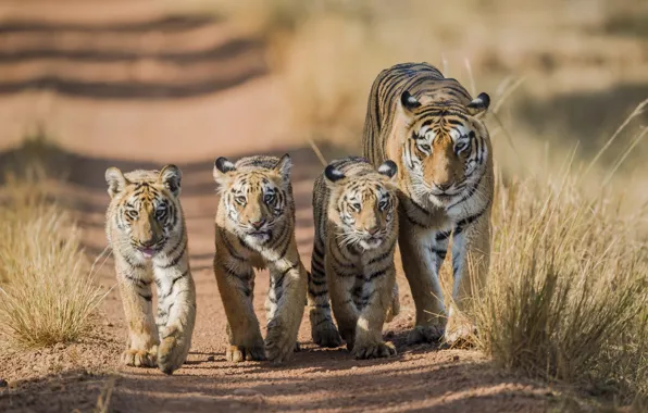 Tiger, walk, tigers, tigress, the cubs