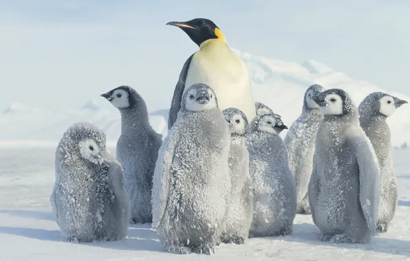 Snow, penguin, Antarctica, Antarctica, Penguin