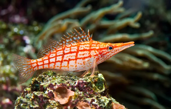 Picture fish, corals, fins
