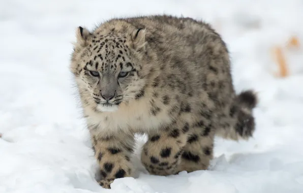 Winter, cat, snow, kitty, IRBIS, snow leopard