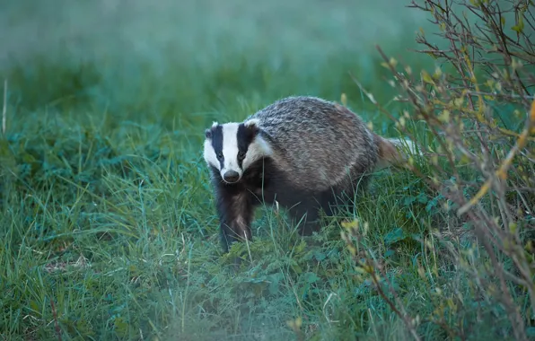 Picture grass, look, branches, glade, sneaks, badger