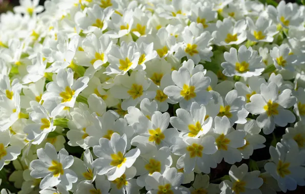Flowers, nature, tenderness, beauty, plants, spring, may, primroses