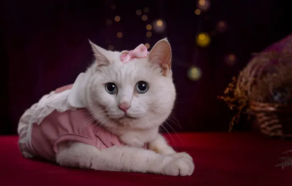 Cat, look, pose, the dark background, dress, pink, lies, white