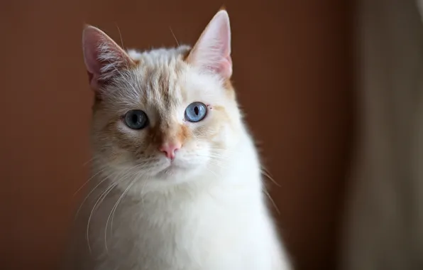 Cat, Koshak, a sad look