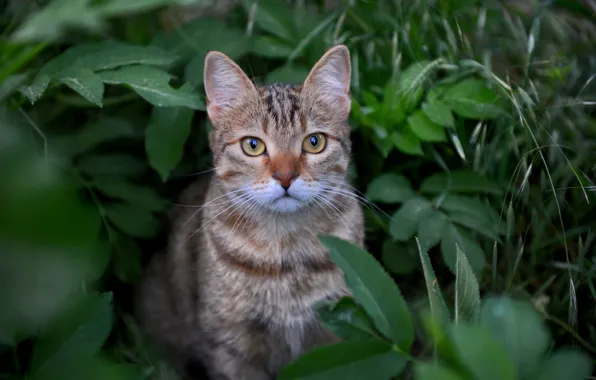 Picture grass, cat, look, leaves, muzzle, cat