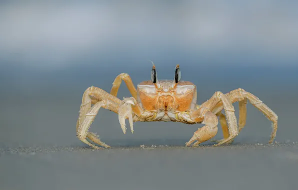 Picture look, yellow, background, blue, shore, crab, crab, claws