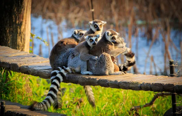 Look, light, bench, nature, lemur, Board, lemurs, company