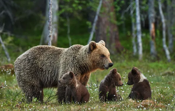 Forest, summer, nature, stay, glade, blur, family, bears