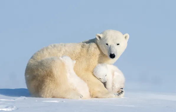 Bears, bear, bear, Ursus maritimus, cubs, Hao Jiang