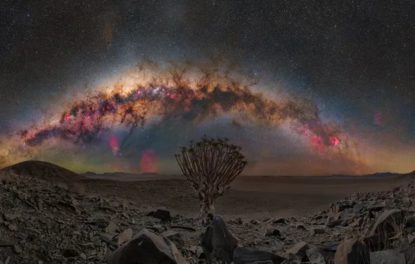 The sky, space, stars, night, stones, tree, desert, The milky way