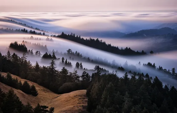 Picture forest, the sky, fog, hills, the sea of fog