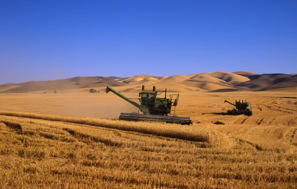 Picture wheat, field, kombain
