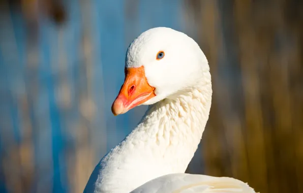 White, look, light, background, bird, portrait, blue eyes, goose