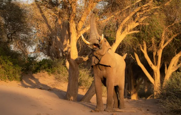 Light, trees, branches, nature, pose, elephant, trunk