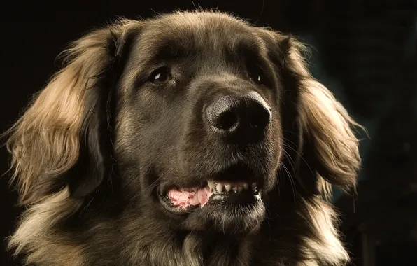 Eyes, face, Dog, Leonberger