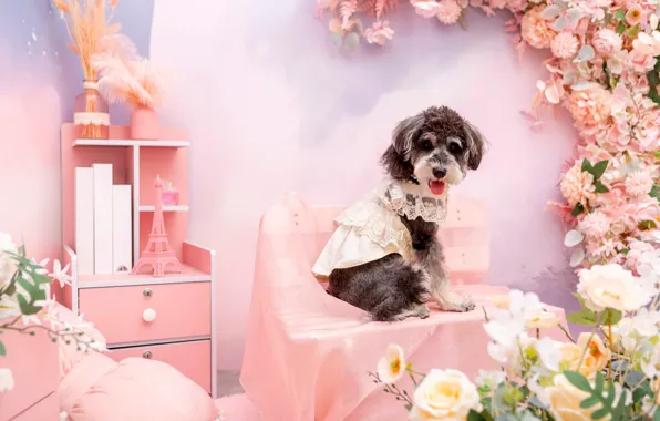 Look, pose, clothing, dog, costume, outfit, image, face