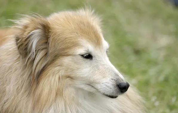 Portrait, beauty, dog