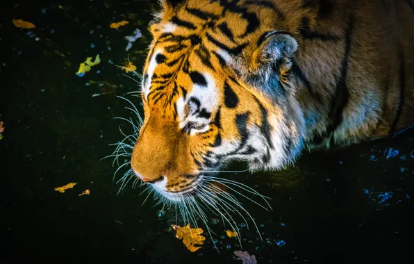 Autumn, face, leaves, tiger, the dark background, bathing, pond