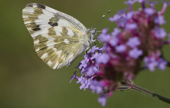 Picture macro, flowers, butterfly