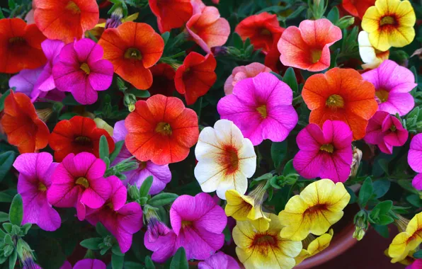 Picture summer, flowers, bright, garden, flowerbed, colorful, Petunia