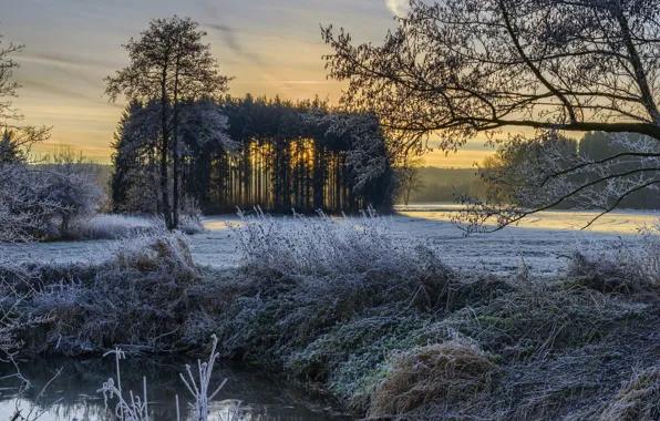 Picture frost, nature, morning