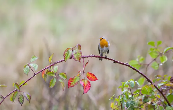 Drops, branches, rain, leaves. spines. bird