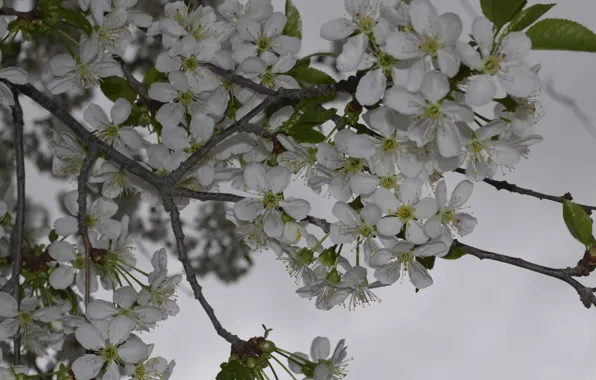 Cherry, the cherry blossoms, cherry in Russia