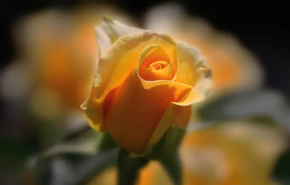 Picture macro, rose, Bud, yellow rose, razmytost