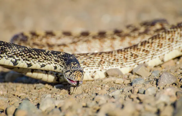 Nature, background, snake