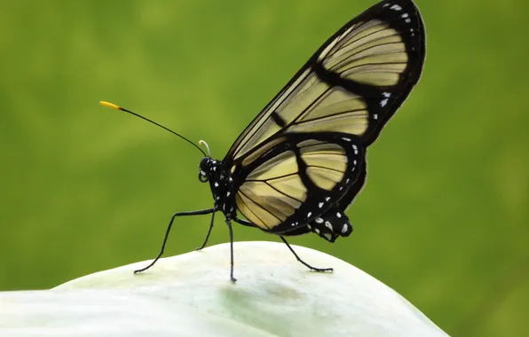 Sheet, microsemi, butterfly, wings, insect, beautiful, closeup