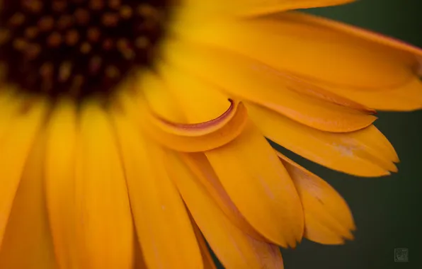 Flowers, petals, calendula