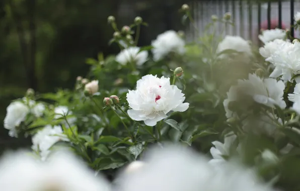 Picture flowers, petals, white