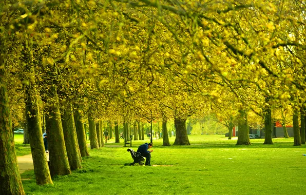 Bench, branches, phone, Guy