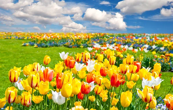 Clouds, landscape, flowers, nature, tulips, grass, weed, landscape