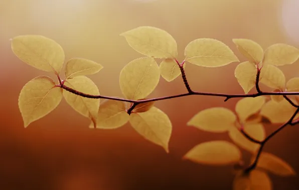 Picture leaves, macro, nature, photo, background, Wallpaper, plants, branch