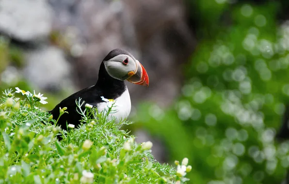 Picture flowers, birds, glare, bokeh, razmytost, Atlantic puffin, Fratercula arctica, Puffin