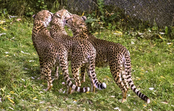 Love, trio, wild cat, cheetahs, Trinity, Swedish family
