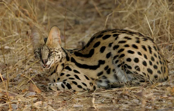 Picture cat, cat, wild, Serval