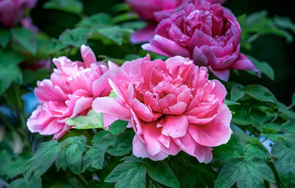 Leaves, macro, flowers, garden, pink, bokeh, peonies, peony
