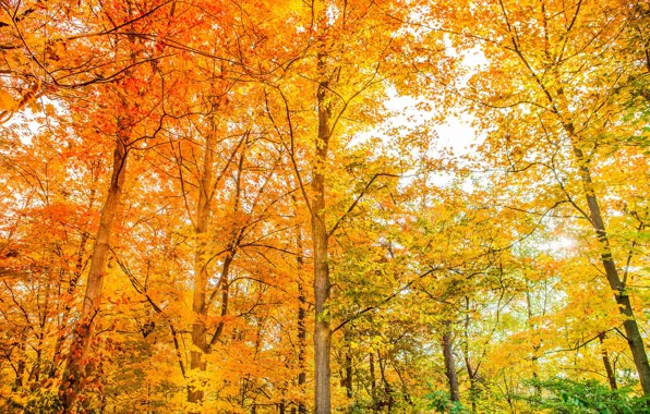 Autumn, forest, trees, color, beauty, bright, yellow