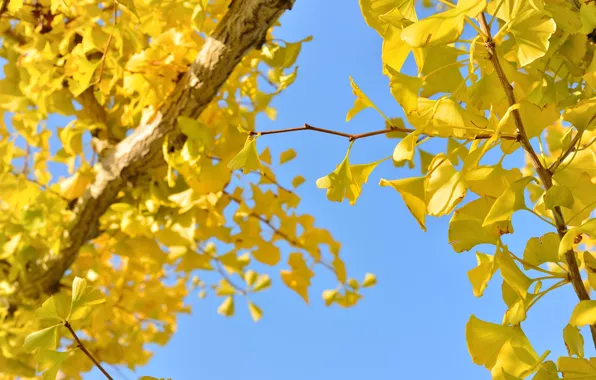 Autumn, the sky, leaves, light, branches, tree, blue, foliage