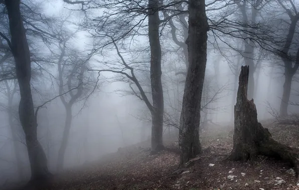 Picture forest, trees, nature, fog, Russia, Crimea, Karabi-yayla tract