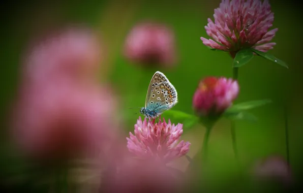 Summer, drops, macro, flowers, nature, butterfly, clover