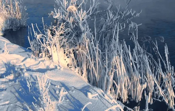 Picture winter, frost, snow, fog, river, reed