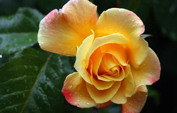 Leaves, drops, macro, rose, yellow