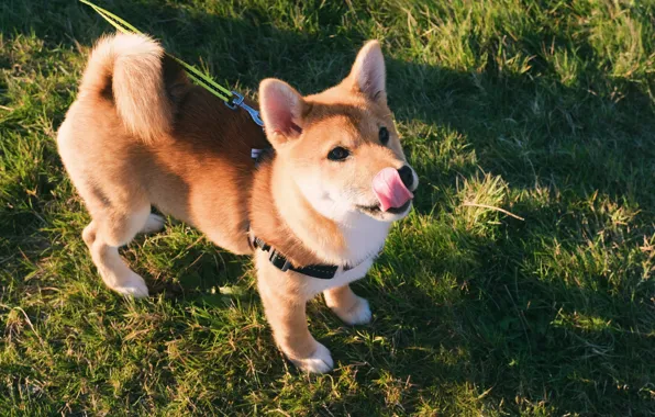 Grass, licked, Shiba