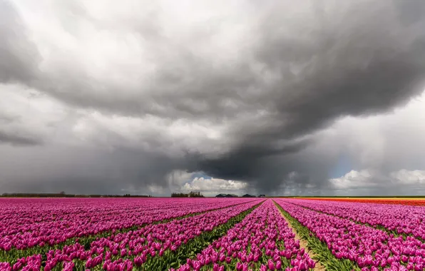 Picture clouds, tulips, Netherlands, plantation
