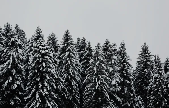 Picture trees, snow, black and white